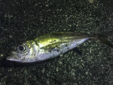 2020年初夏の横浜アジング調査で強烈な突っ込みを見せた魚は！？