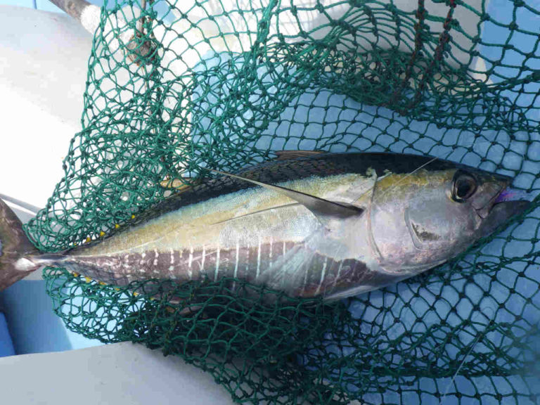 夏の相模湾！キハダカツオ船でキハダマグロ！