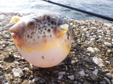 八景島対岸でカワハギが釣れるって！？釣具屋で聞いて挑戦した結果…。