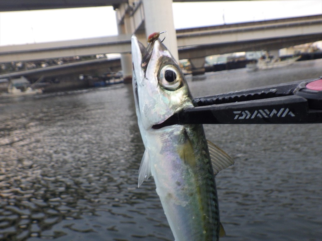 東京湾LTアジ！初冬は体高がある良型を拾い釣り！