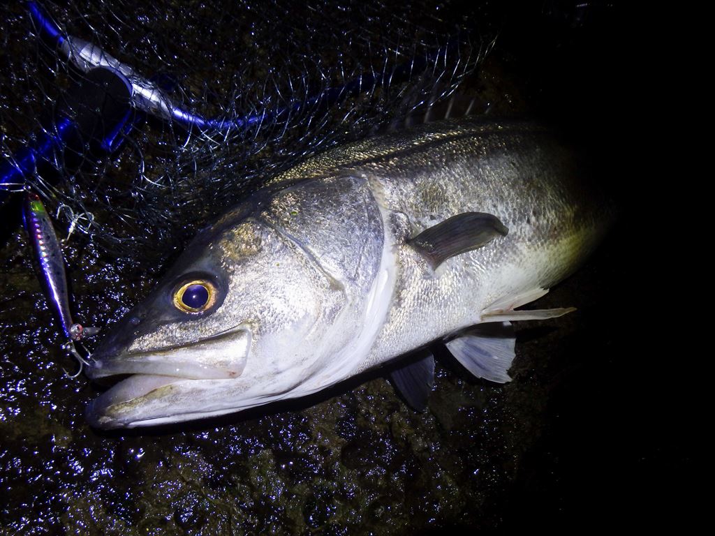 ランカーシーバス捕獲！激荒れの三浦半島夜磯で壮絶バトル！