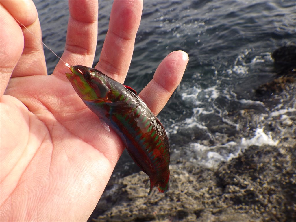 城ヶ島で磯釣り！ふかせ釣りで“無限に釣れる”海タナゴ祭り！