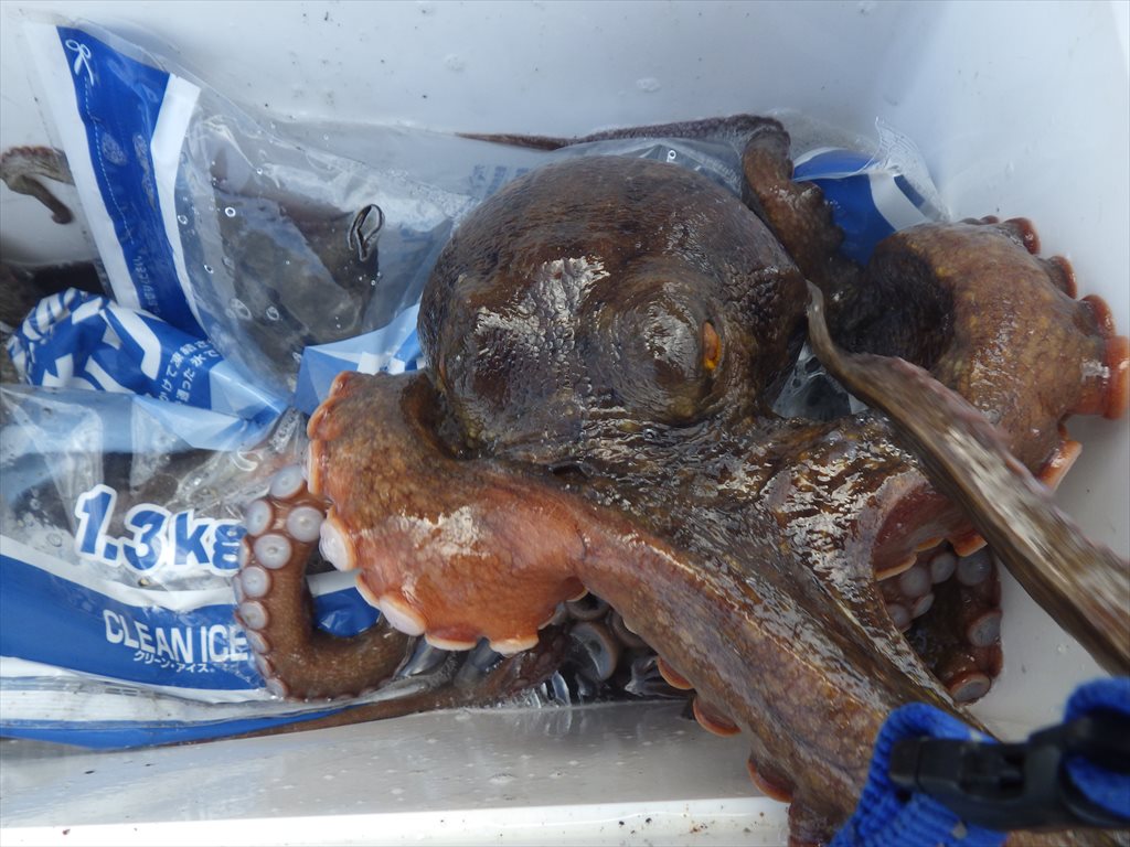 東京湾の堤防タコ釣りは大漁！あの爆釣タコエギで最大1.5kg！